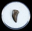 Small Dromaeosaur/Raptor Tooth From Montana #3436-1